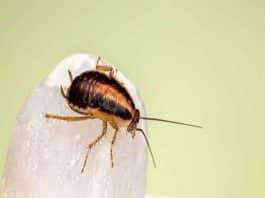 5 Home Remedies To Get Rid Of Cockroaches