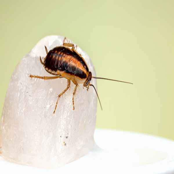 5 Home Remedies To Get Rid Of Cockroaches